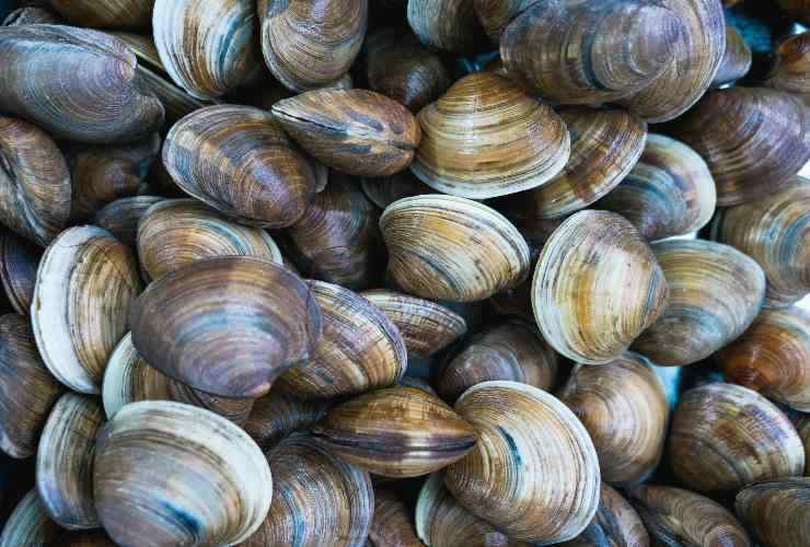 Vongole - Focusicilia.it