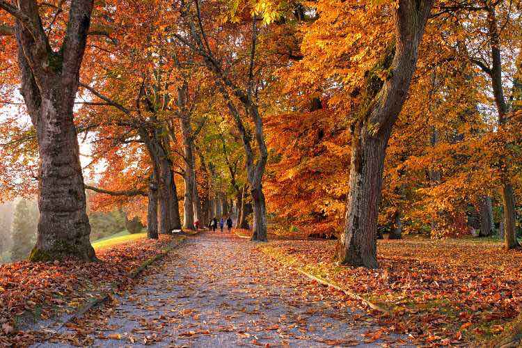 Autunno - fonte_Canva - focusicilia.it