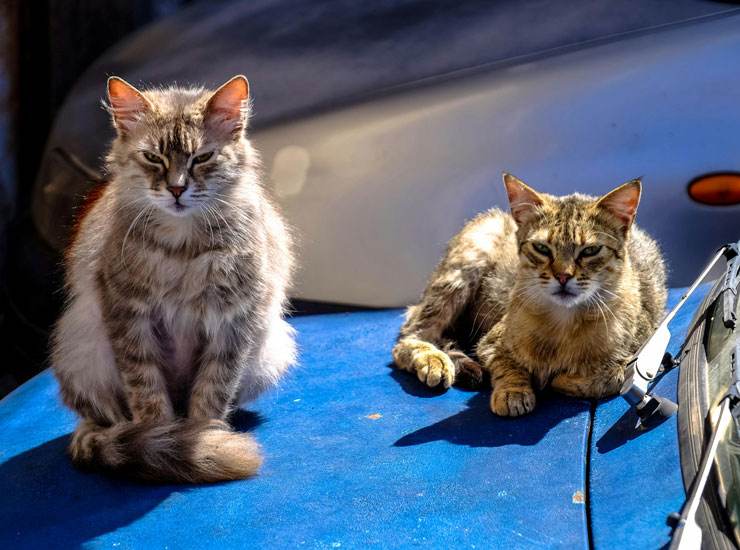 Cani e gatti in auto, cosa dice il Codice della Strada - Focusicilia.it