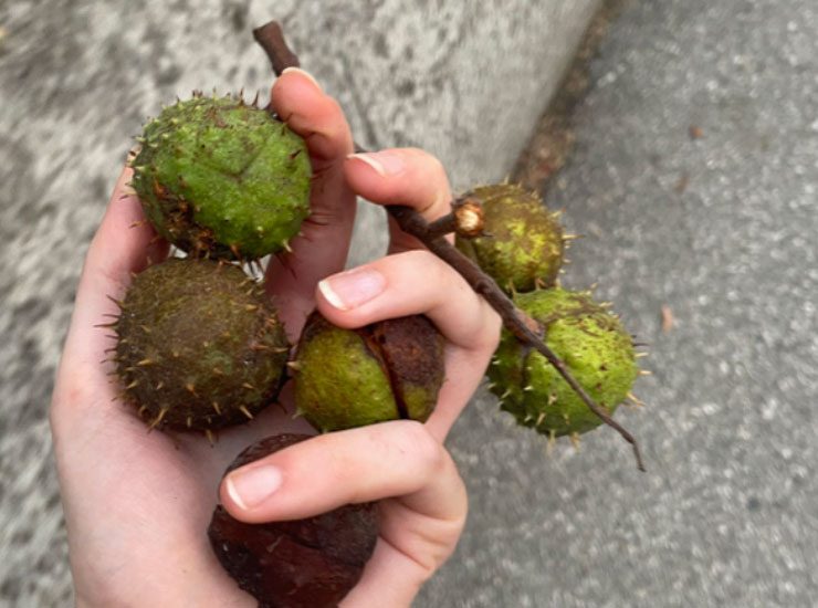 Le castagne matte fuori dal guscio - Focusicilia.it