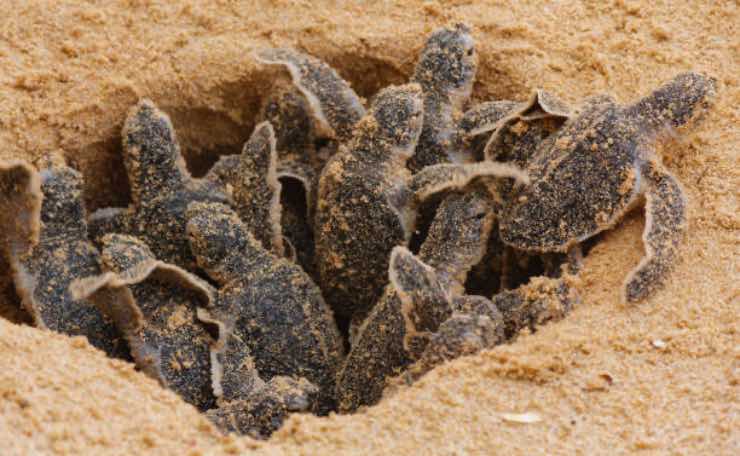 Tartarughe Caretta caretta - fonte_iStock - Focusicilia.it