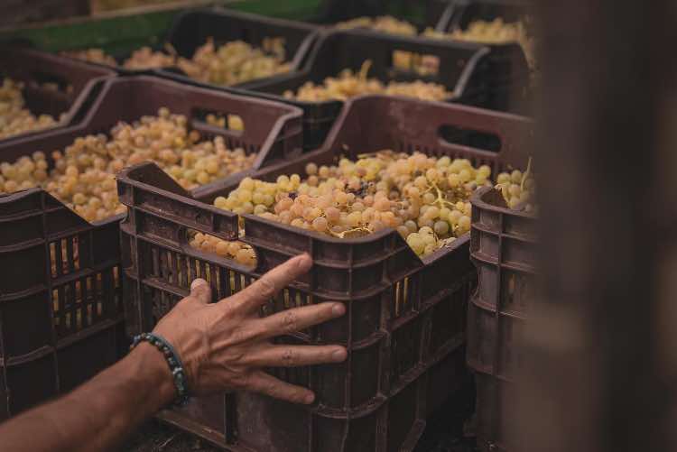 Uva per il vino - fonte_facebook - Focusicilia.it