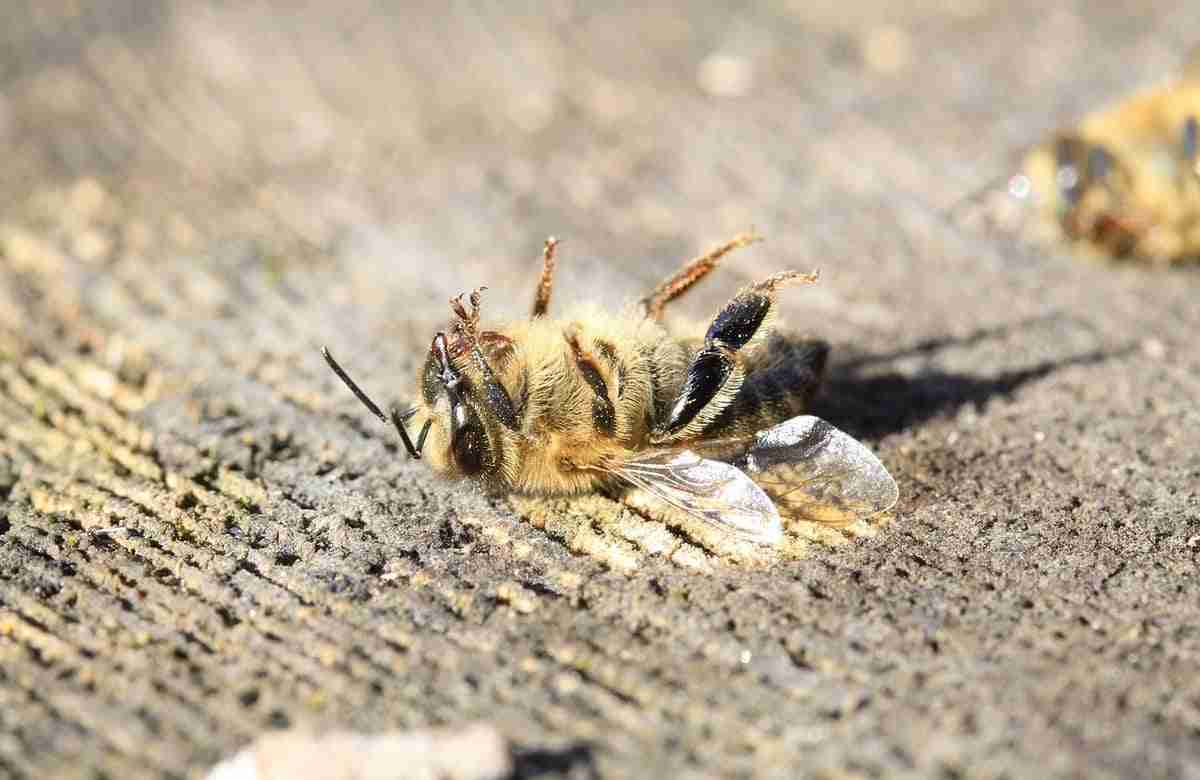 Apicoltura, il 100% della produzione a rischio. Il caldo “dopa” il killer delle arnie