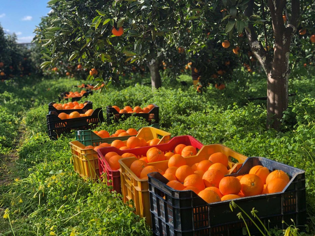 Agricoltura biologica, paradosso Sicilia: si produce tanto, si compra pochissimo
