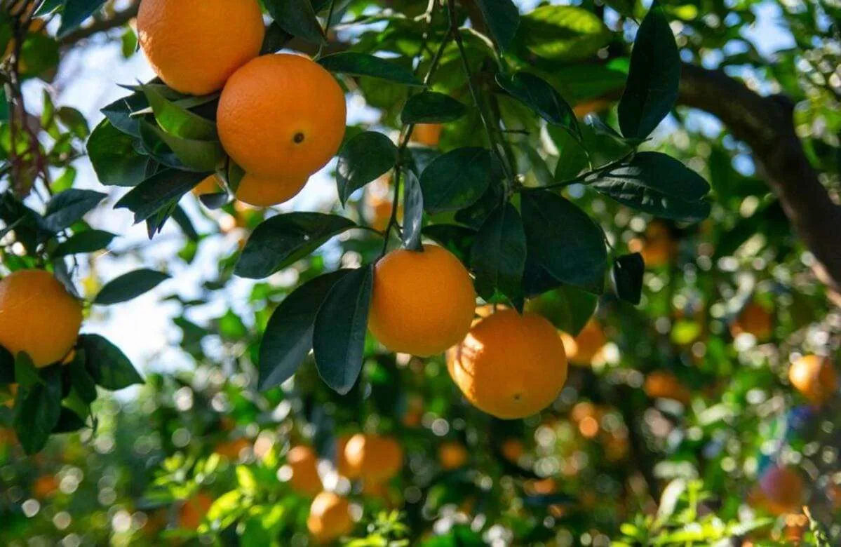 Agrigento, pesche e arance minacciate dalla siccità: la Regione “trova” l’acqua