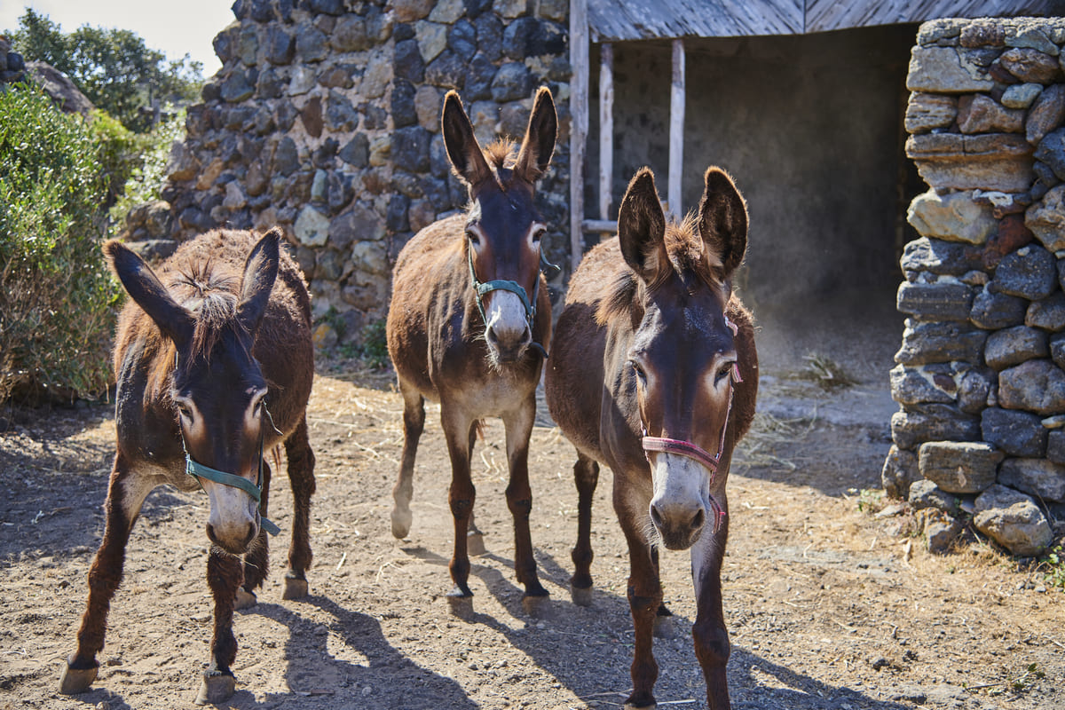 La genetica fa rinascere l’asino di Pantelleria: “Era estinto dall’85”