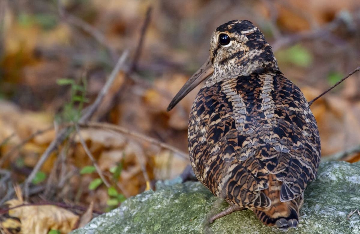 Fauna, Regione riapre i termini per il monitoraggio della beccaccia