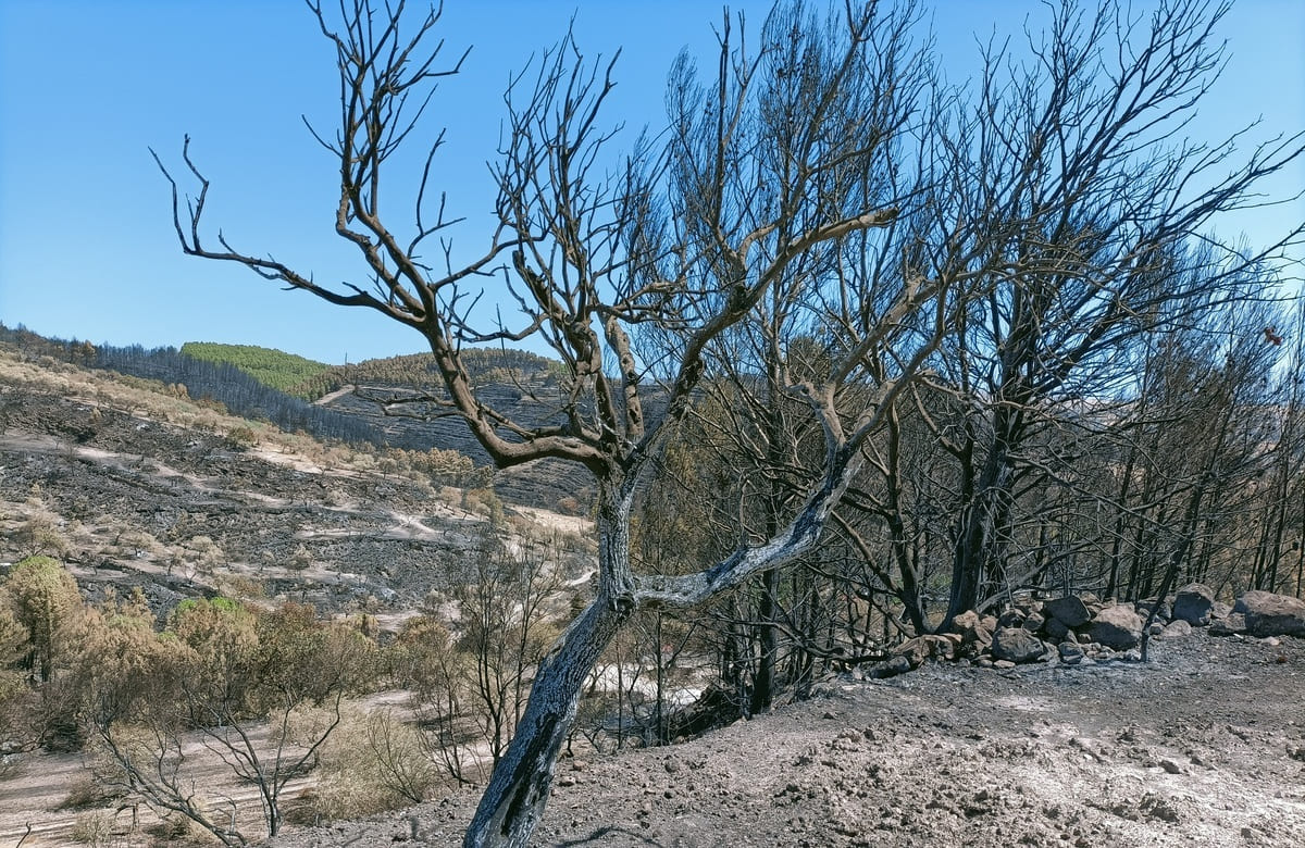 Calaforno, parla l’imprenditore a sette mesi dall’incendio: “Tradito dallo Stato”