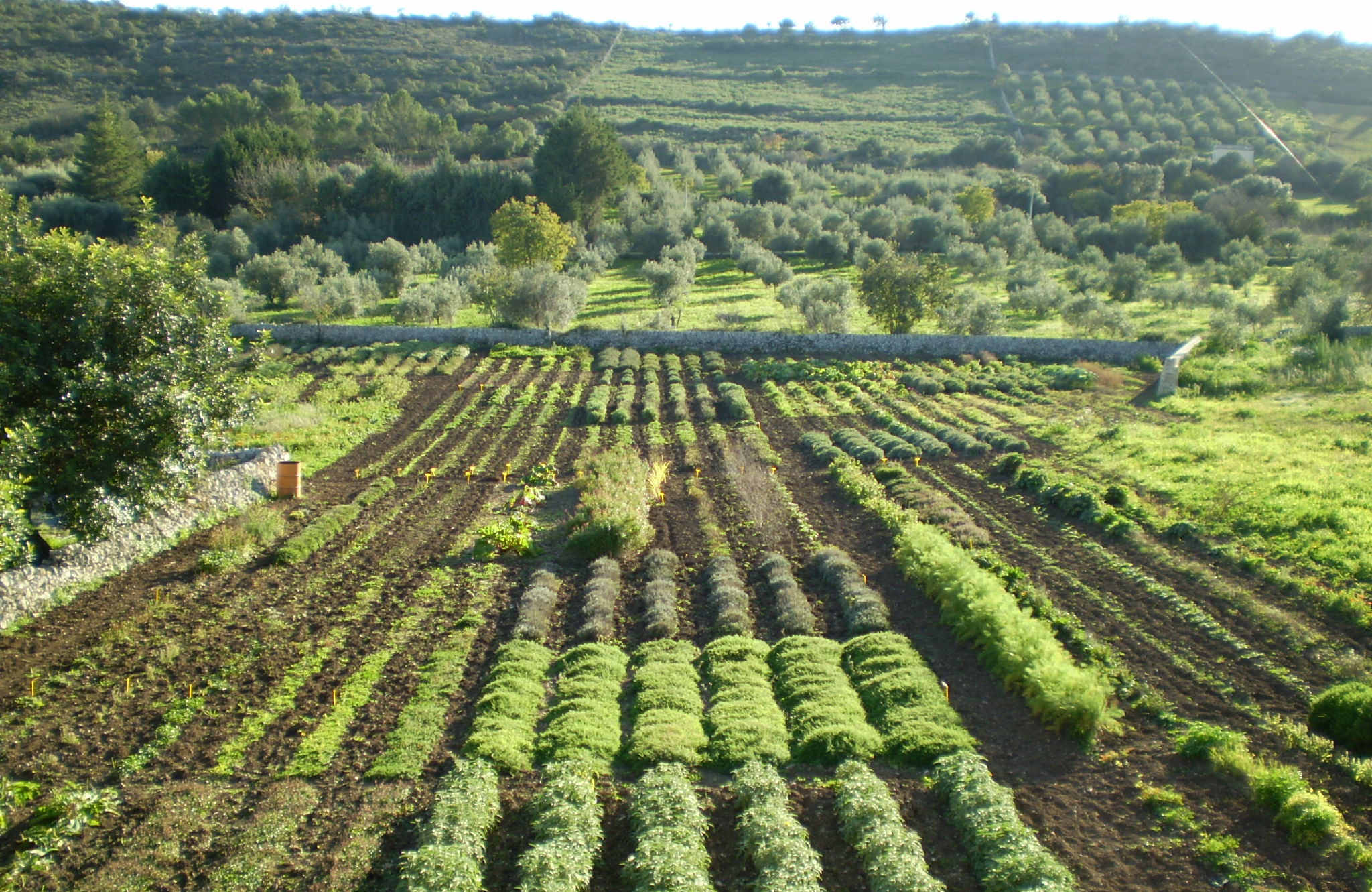 Sicilia, prodotti bio e tradizionali “ricchezza da mettere a valore”
