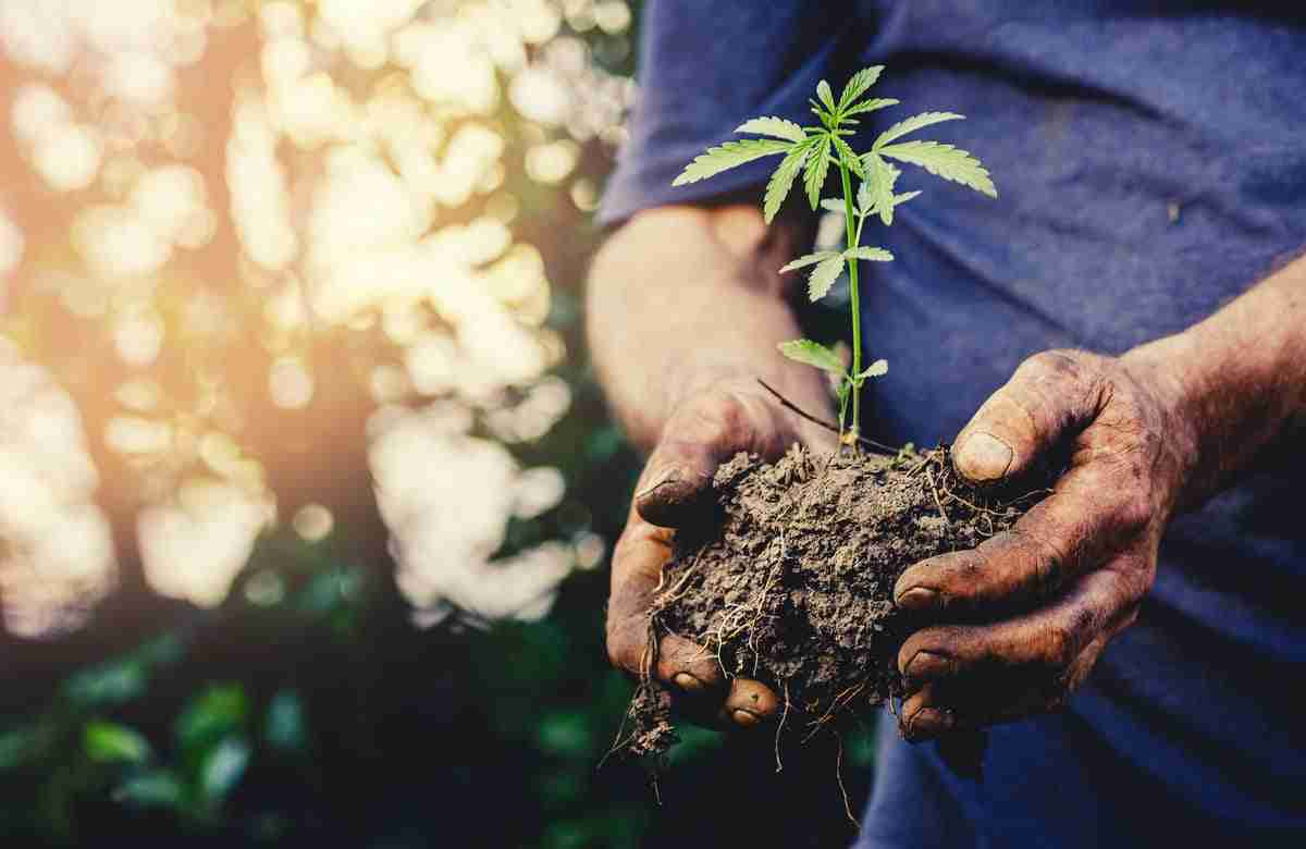 Olio e farina di canapa, al via il progetto Fi.Si.Ca per le “filiere corte” in Sicilia
