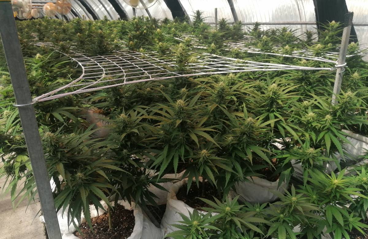 Canapa dell’Etna, da Linguaglossa l’azienda che produce cannabis legale