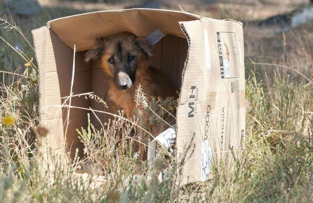 Cani abbandonati, piaga infinita: 85 mila nel 2023. Sicilia in testa sul randagismo