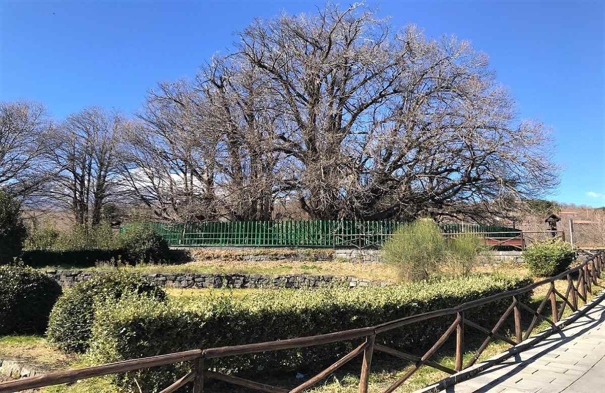 Albero europeo dell’anno, per l’Italia in concorso il Castagno dei cento cavalli