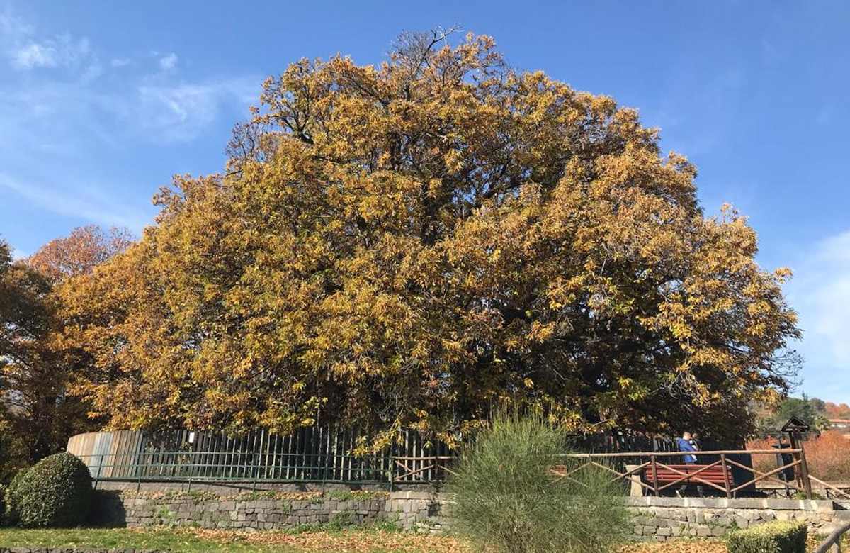 Il Castagno dell’Etna in Europa, occasione per economia sostenibile