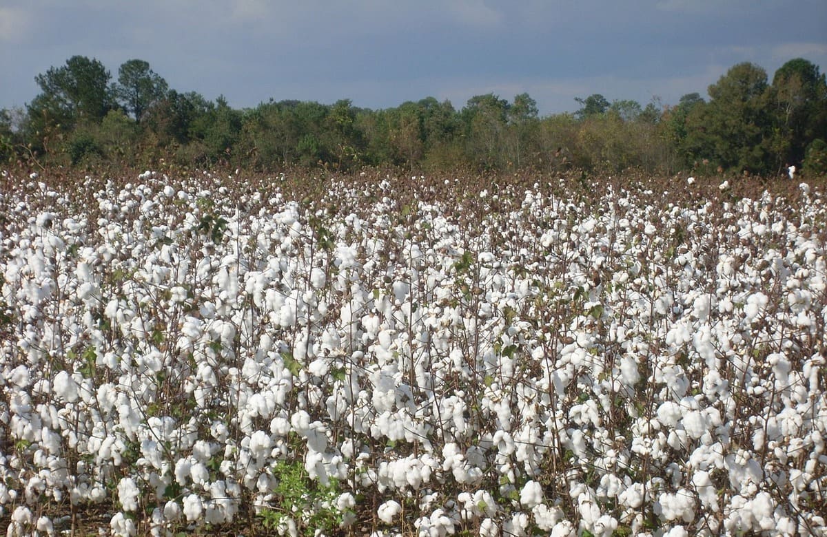 Cotone, in Sicilia torna l’oro bianco. Qualità che piace ai marchi d’alta moda