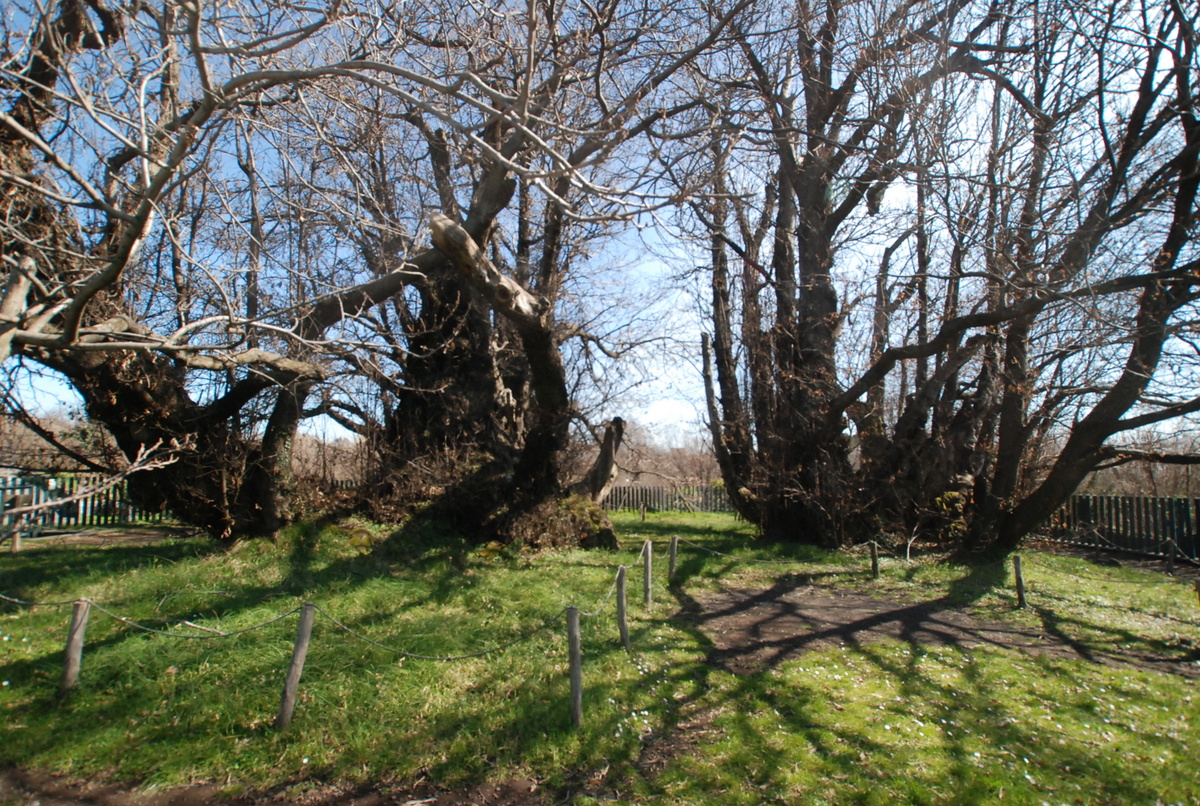 Etna, il Dna conferma: il Castagno dei cento cavalli è un immenso unico albero
