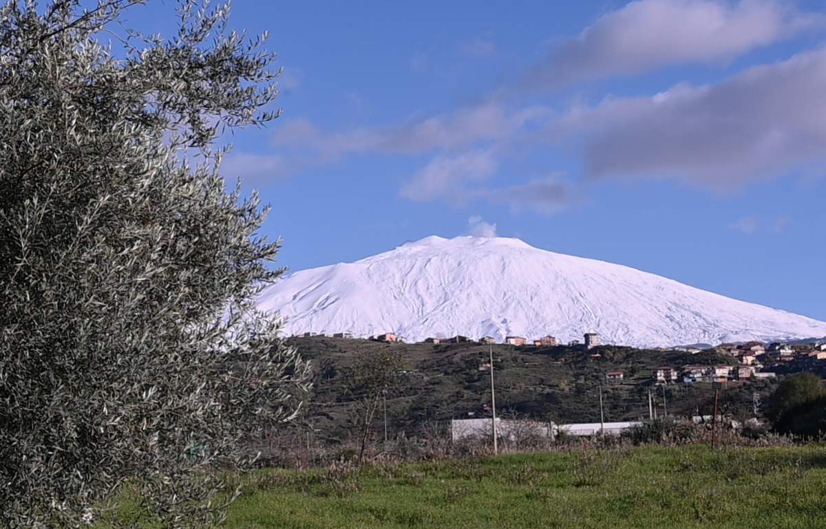L’olio siciliano è sempre meno: nel 2022 produzione in calo del 40 per cento