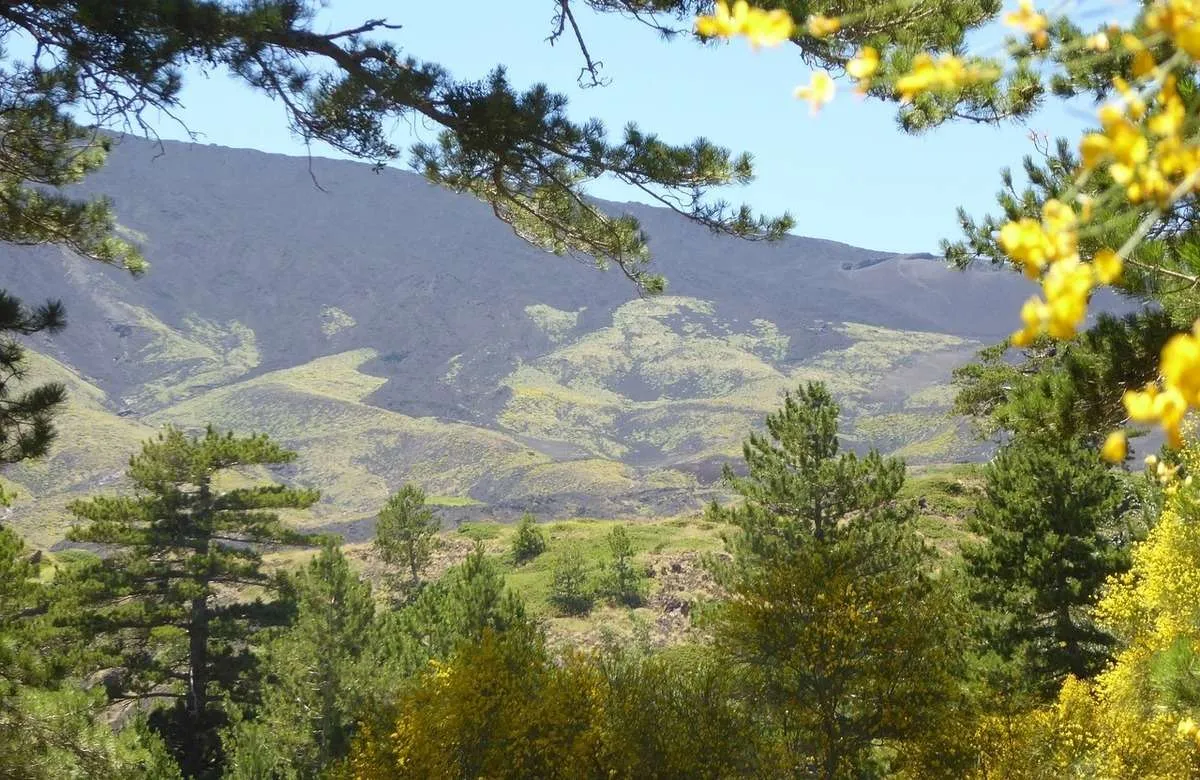 Foreste, Italia e Sicilia paradisi verdi colpiti da clima, smog e incendi. I dati