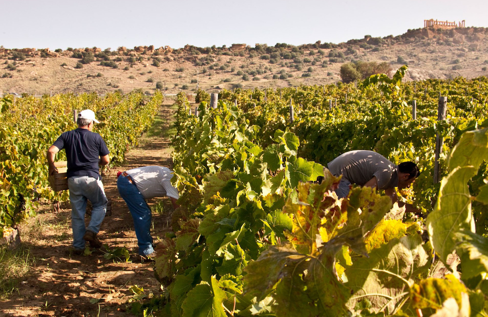 Vendemmia 2019, “I vini siciliani non abbiano fretta di piacere”