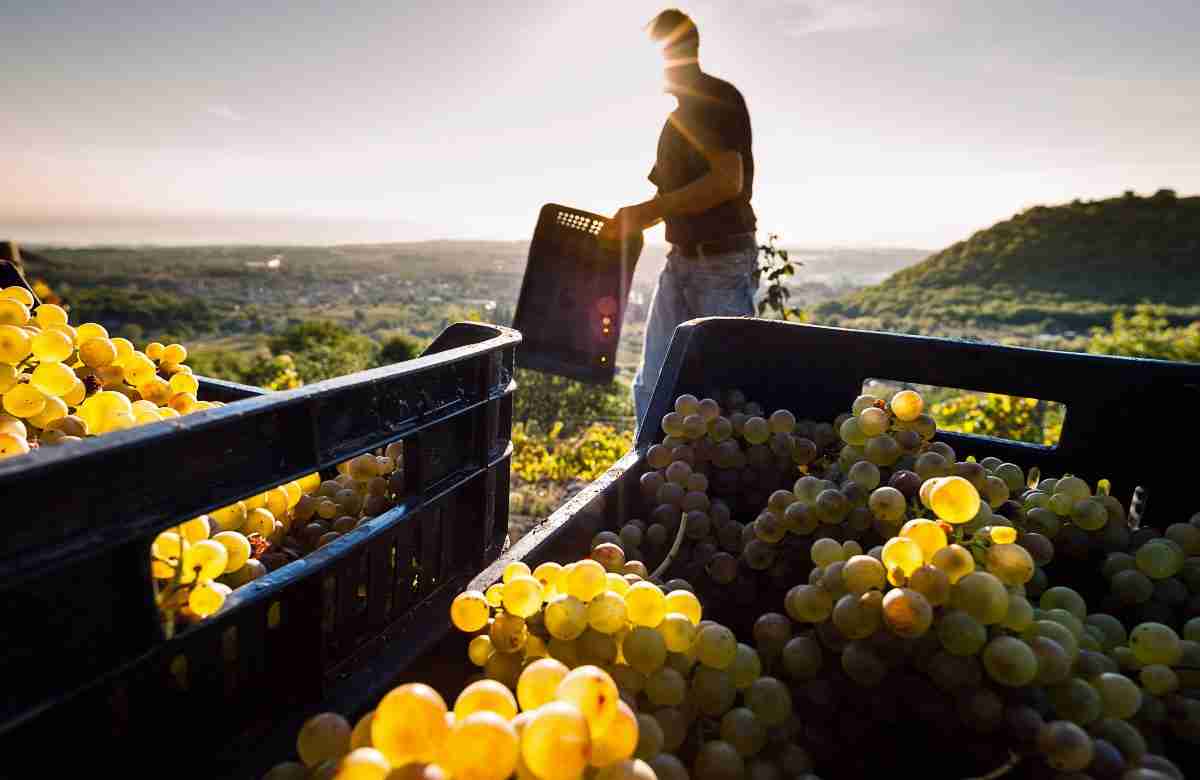 Agricoltura, i viticoltori ammessi al contributo Vendemmia Verde 2023/24