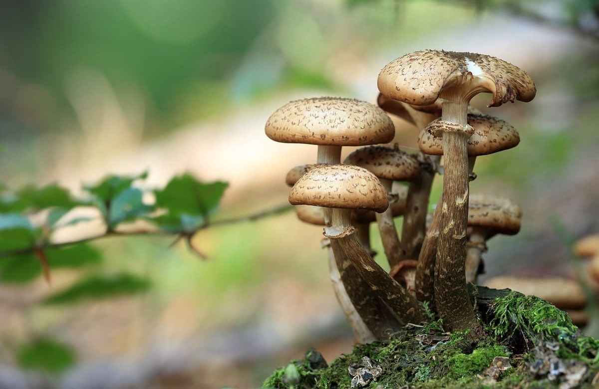 Funghi selvatici, riapre l’Ispettorato Asp Catania. Attenzione all’Amanita verna
