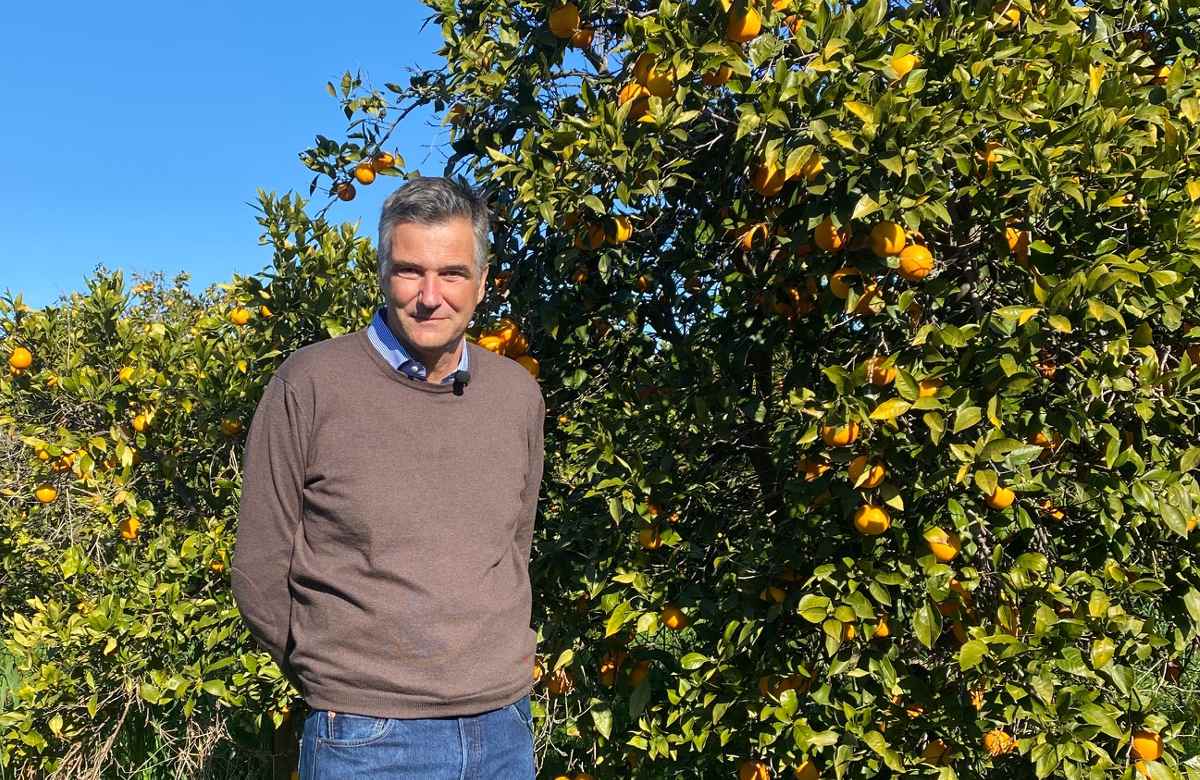 I furti di arance in Sicilia sono in calo. Ma per i produttori è ancora emergenza