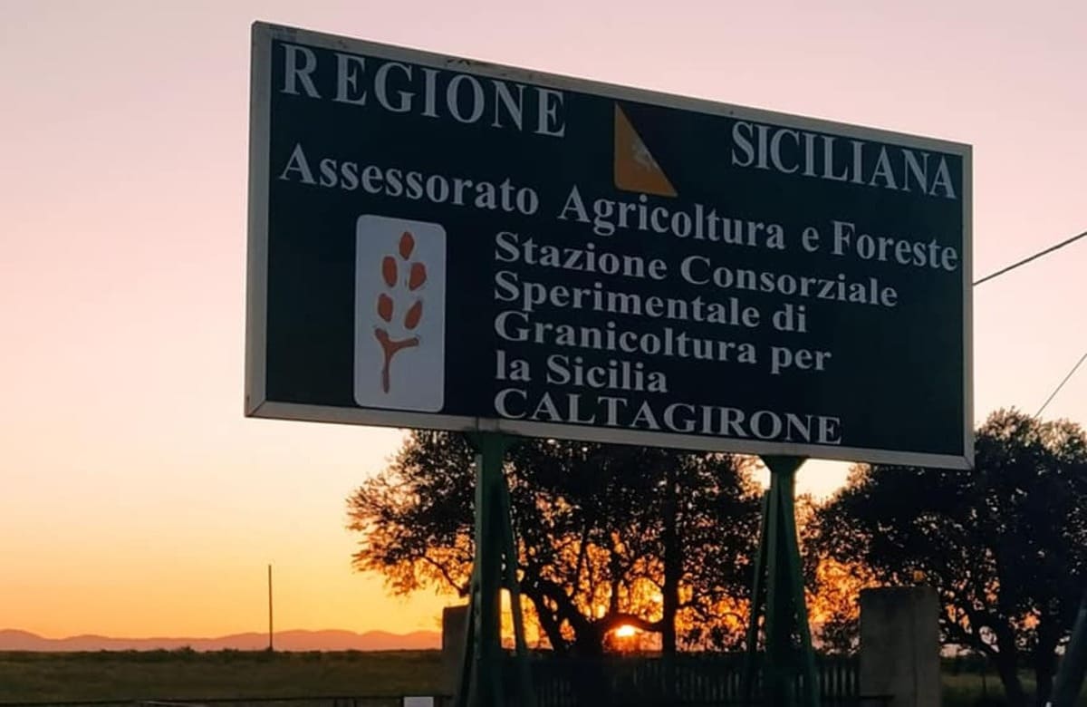 Grano, una banca del germoplasma nel calatino. “Dimenticata dalla Regione”