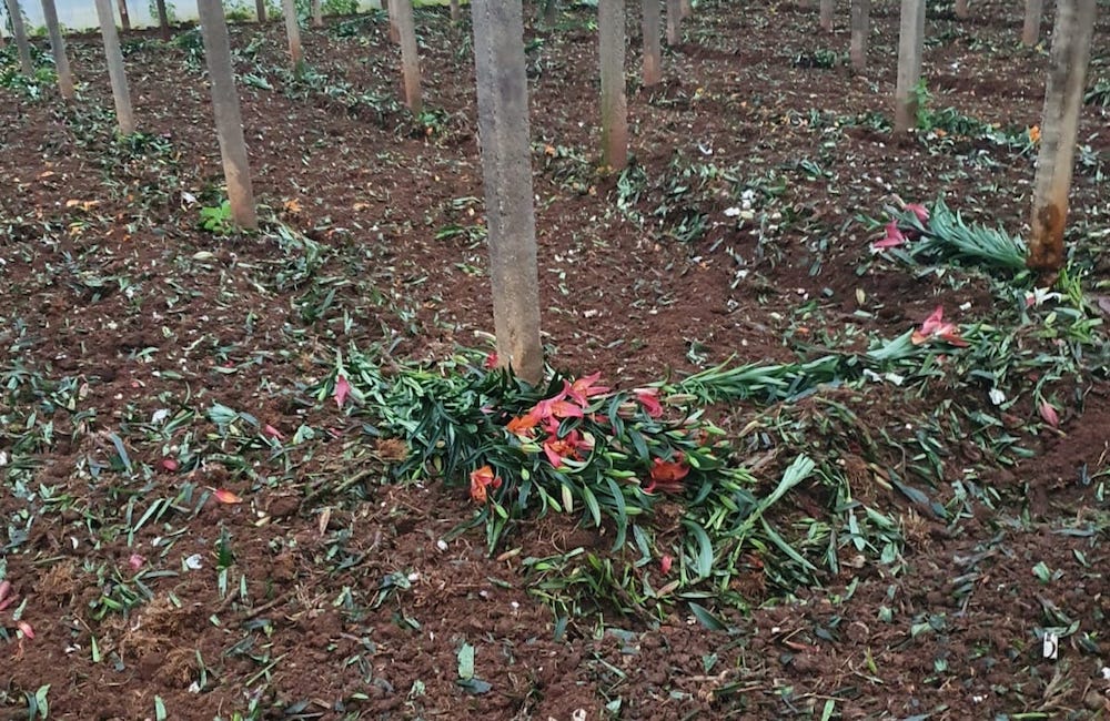 Fiori, misure del governo inutili: “Come giocare a calcio senza palla”