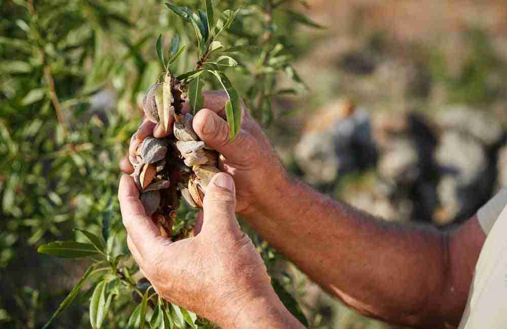 Mandorle, con il Covid scendono i prezzi. Sicilia primo produttore in Italia