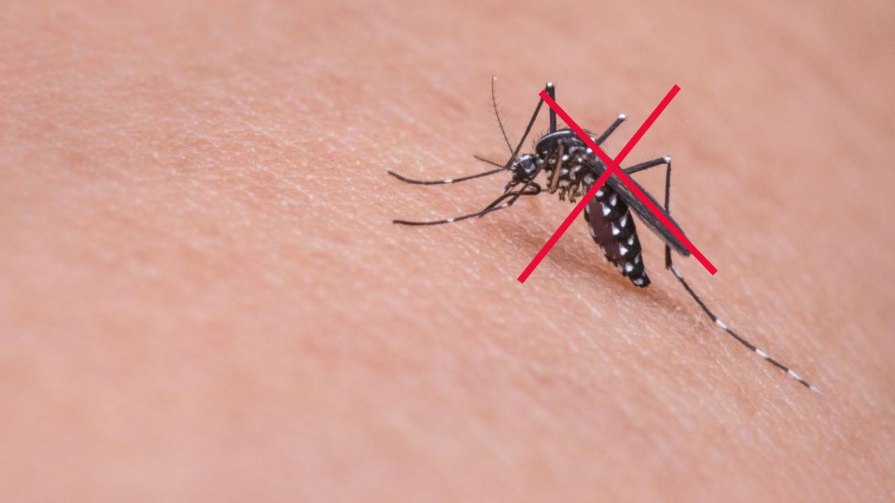 Nessun repellente, il vero ANTI-ZANZARA lo hai in casa | Controlla nella tua dispensa