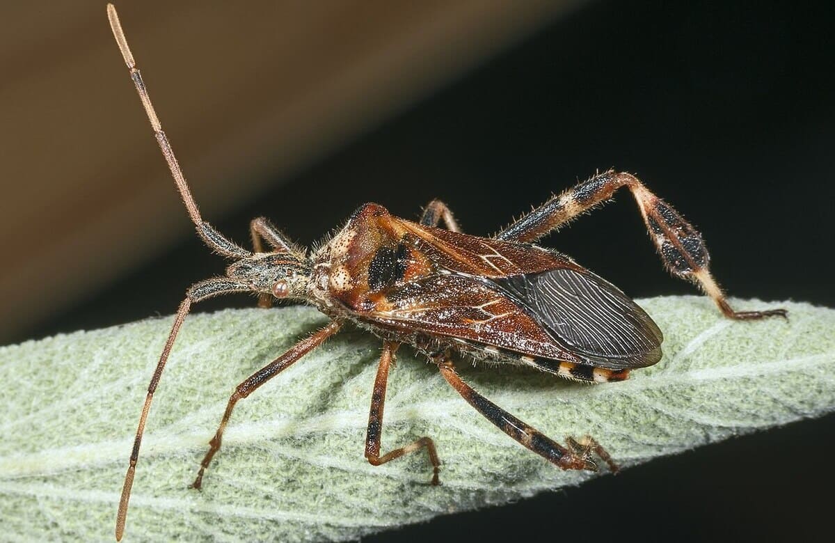 Sicilia, centinaia di specie importate. E il cimicione “alieno” minaccia il pistacchio