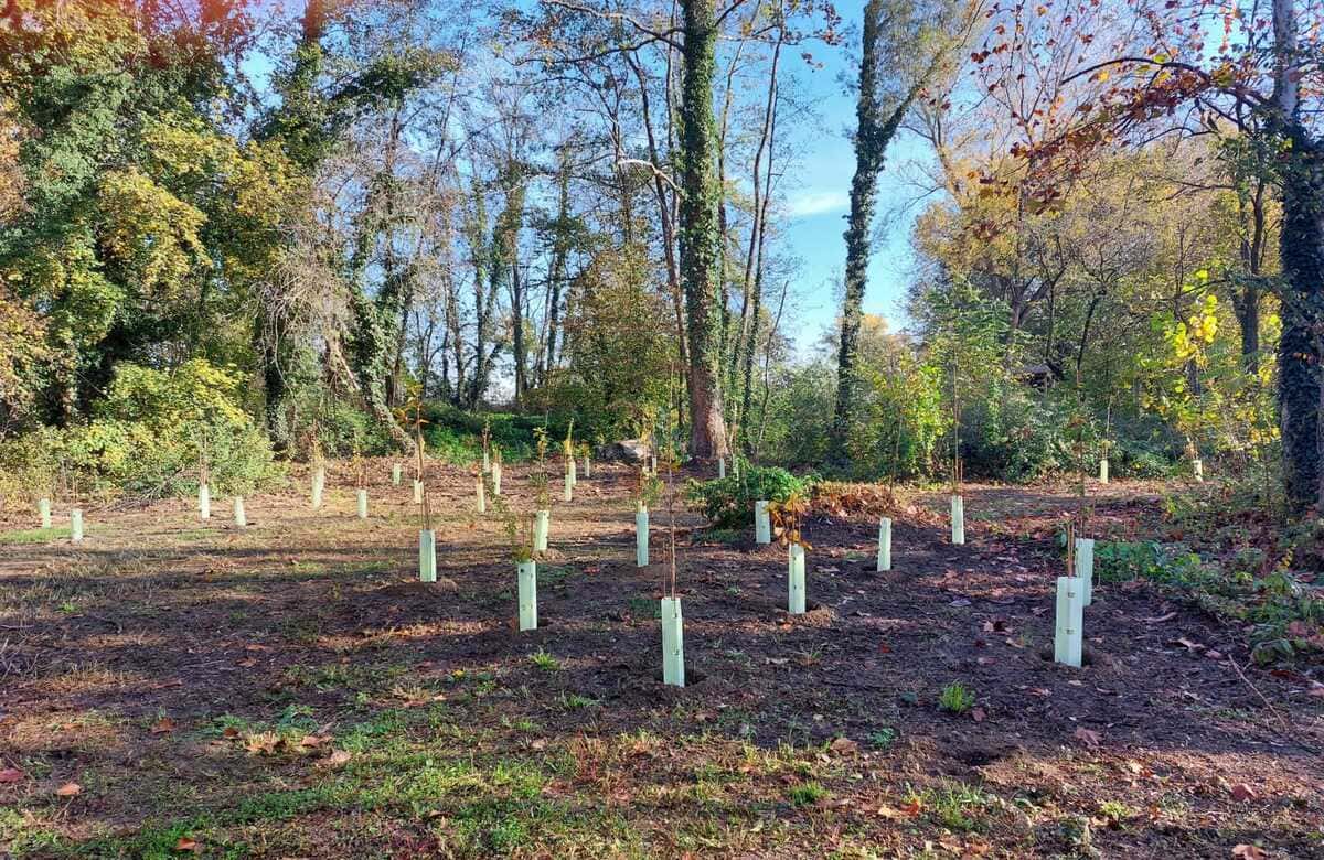 Parco dei Nebrodi, piantati 50 alberi con il “supporto di cittadini e consumatori”
