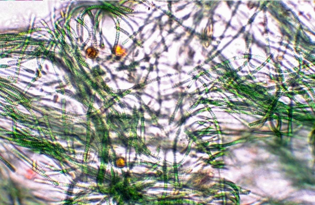 Contro l’inquinamento da Co2 le micro-alghe che diventano anche integratori