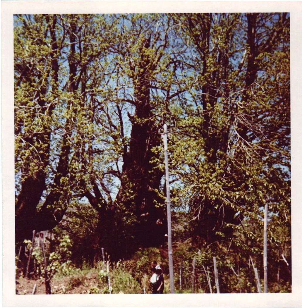 Etna, quella volta che il Castagno dei cento cavalli venne dichiarato estinto