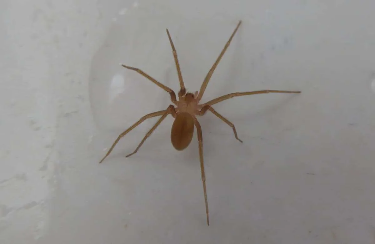 Ragno violino, il morso provoca necrosi. L’entomologo: “Mortale solo in casi rari”