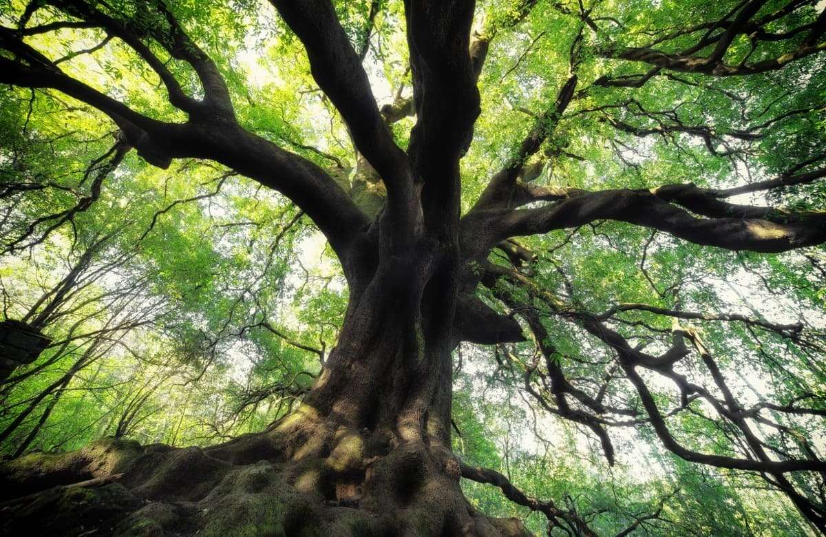 Alberi monumentali, dalla Regione 90 mila euro ai Comuni per la loro tutela