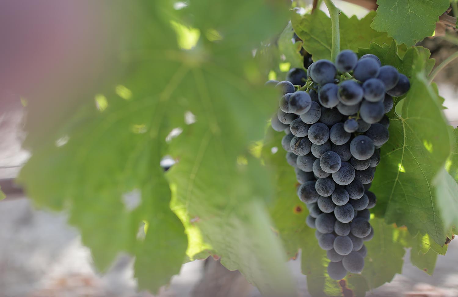 I vini siciliani sempre più conosciuti. La ricerca di GPF tra gli esperti