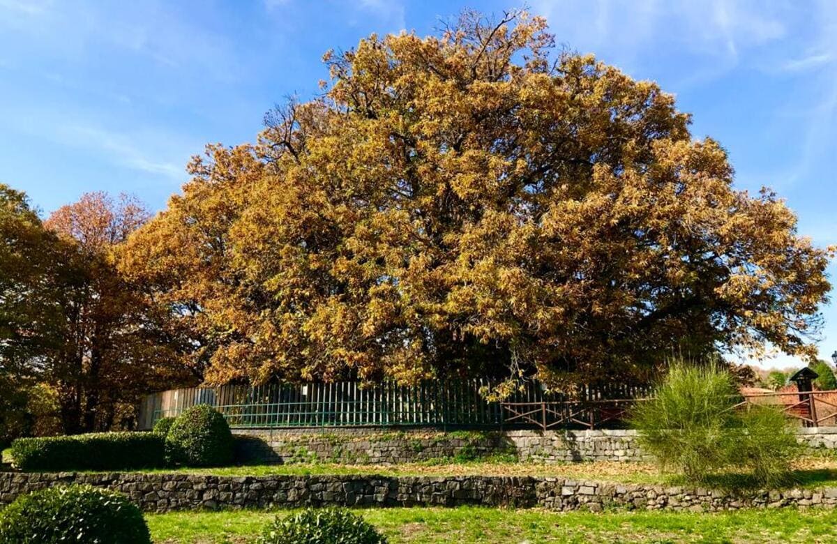 Festa degli Alberi, a Milo due giorni di incontri sui castagni etnei e siciliani
