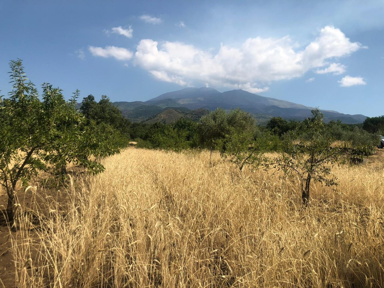 Segale, sull’Etna torna il cereale che salvò i siciliani da guerre e carestie