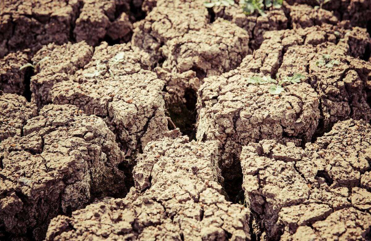 Siccità, da Stato e Regione 40 milioni all’agricoltura: danni a cereali e foraggio