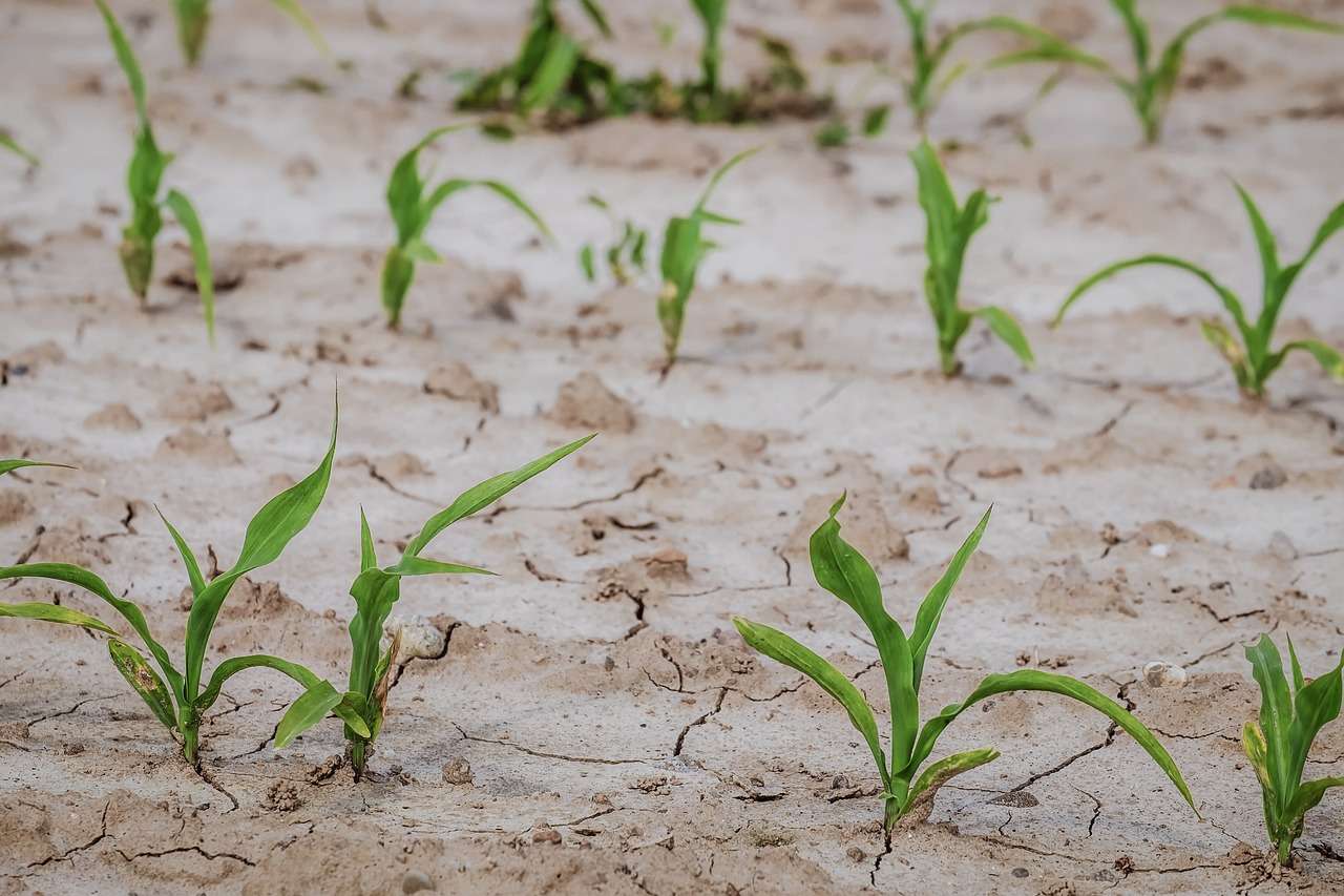 Siccità, dalla Regione 100 milioni per l’agricoltura. “Aiuto concreto al settore”