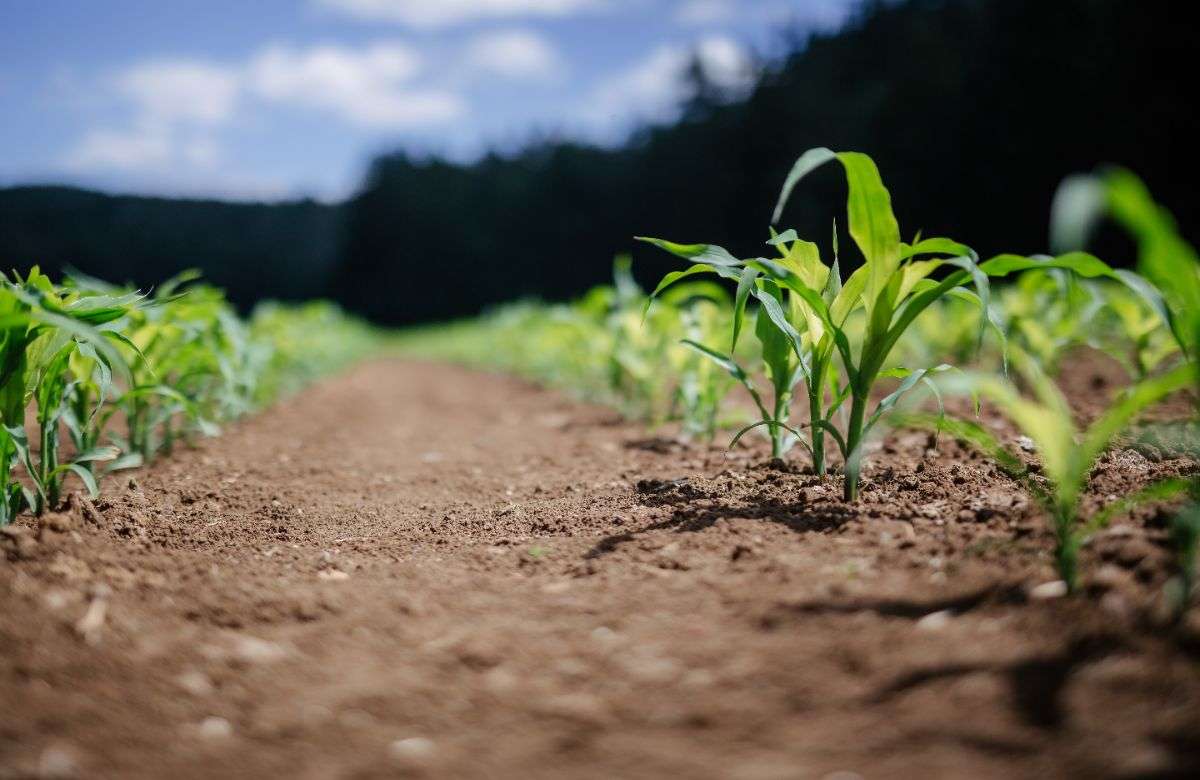 Siccità, Regione: prelievi da dighe Prizzi e Castello per uso agricolo e zootecnico