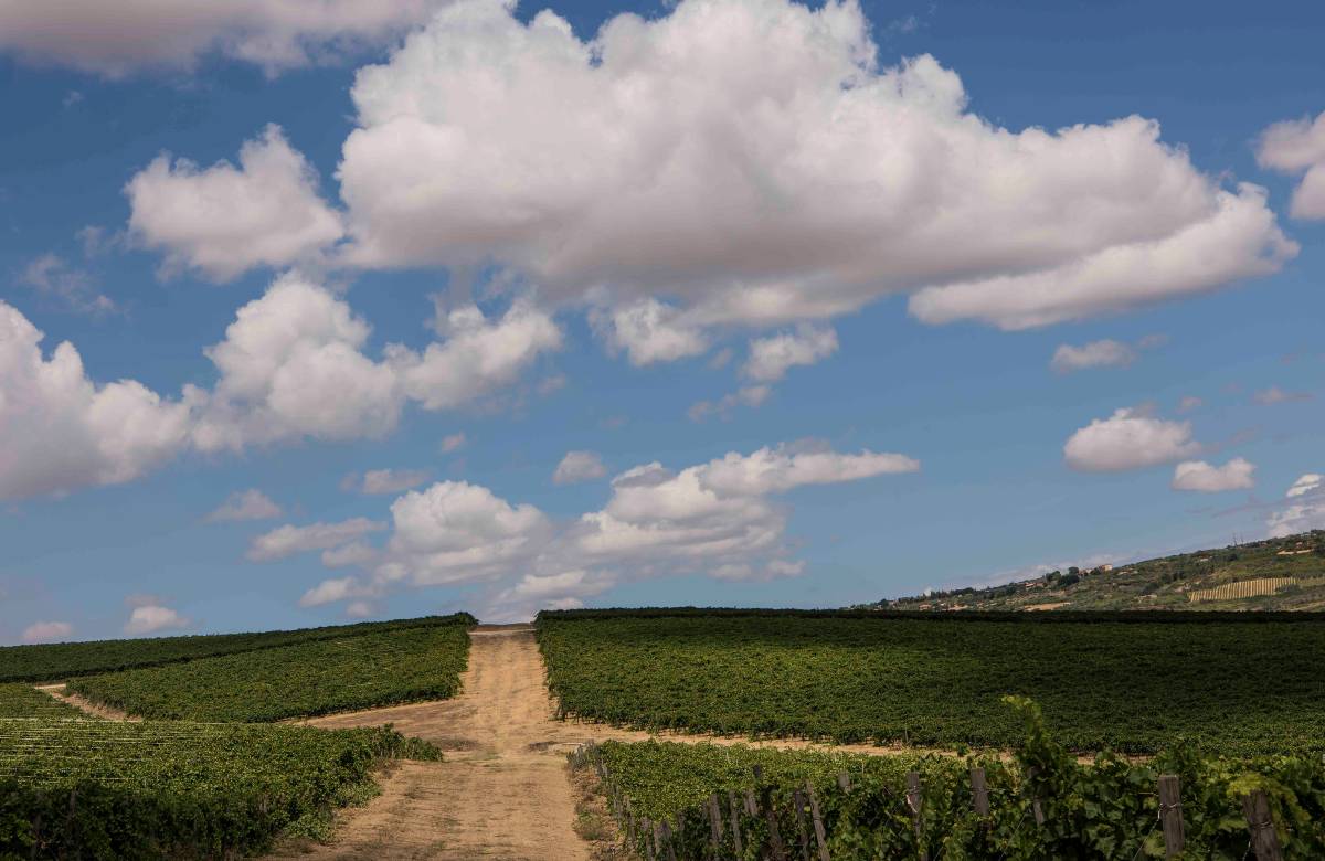 Fotovoltaico, il Consorzio Vini Doc Sicilia contrario ai pannelli in Val di Noto