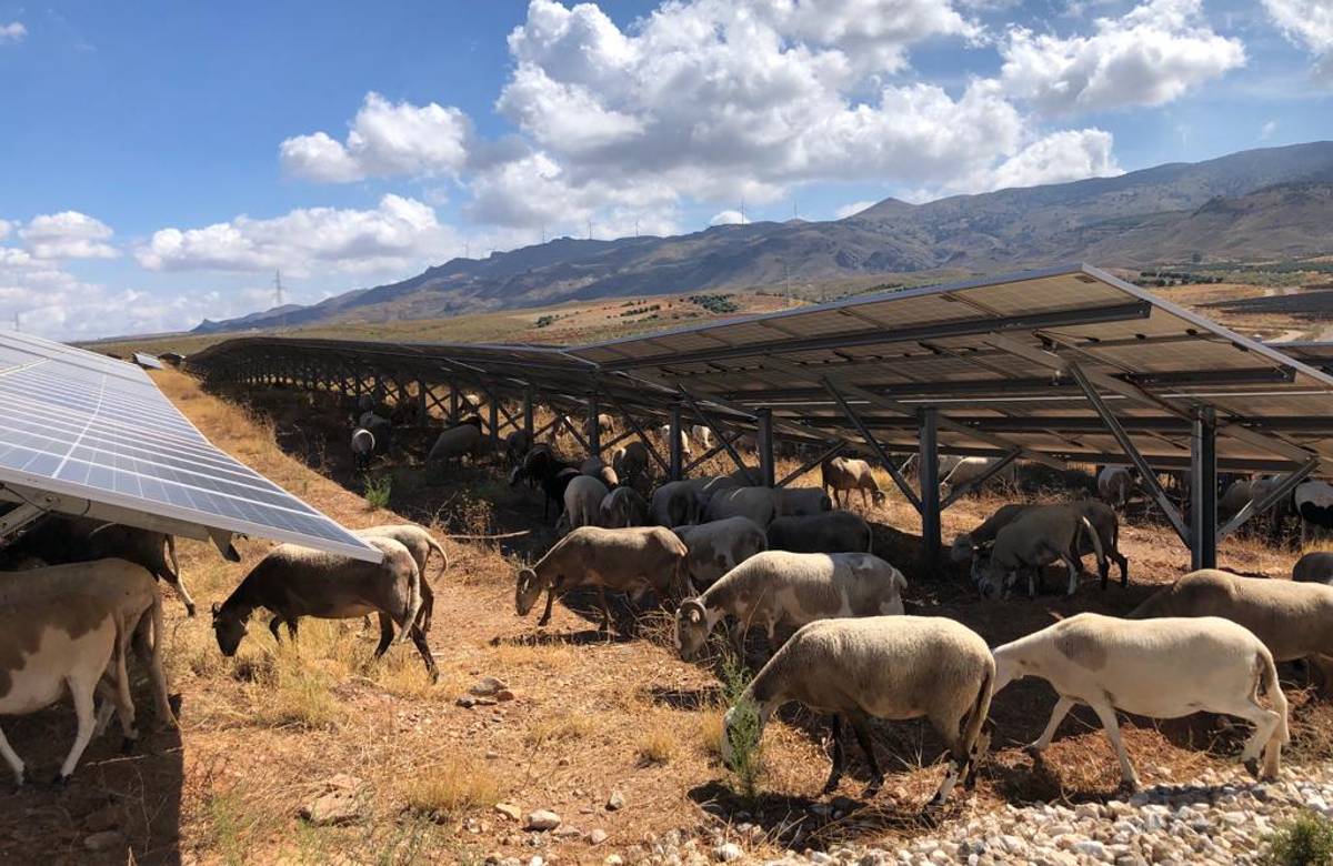 Agri-fotovoltaico, mezzo miliardo di euro di investimenti tedeschi