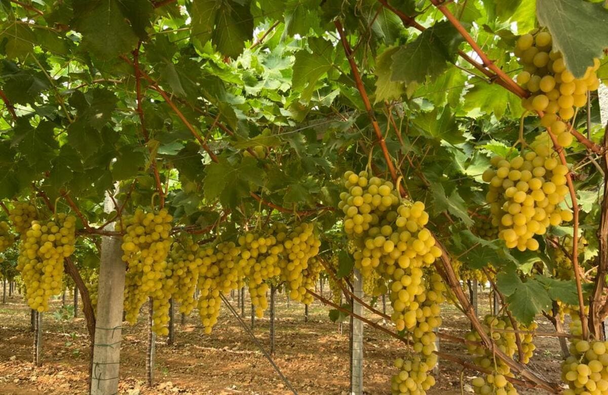 Uva di Mazzarrone, produzione di 10 mila tonnellate nel 2023. Il Festival