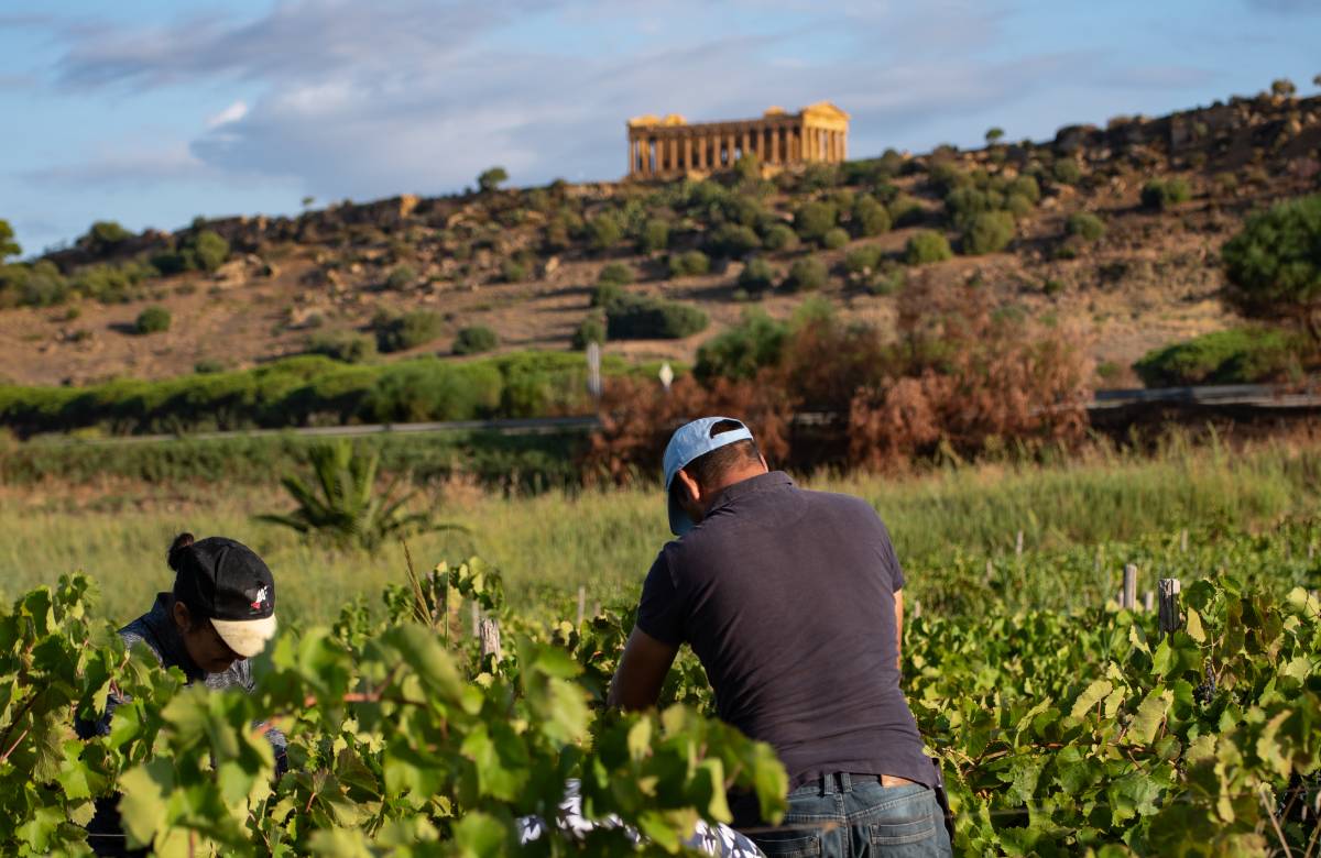 Vini, in Sicilia inizia la vendemmia. “Niente stress idrico, uve di qualità”