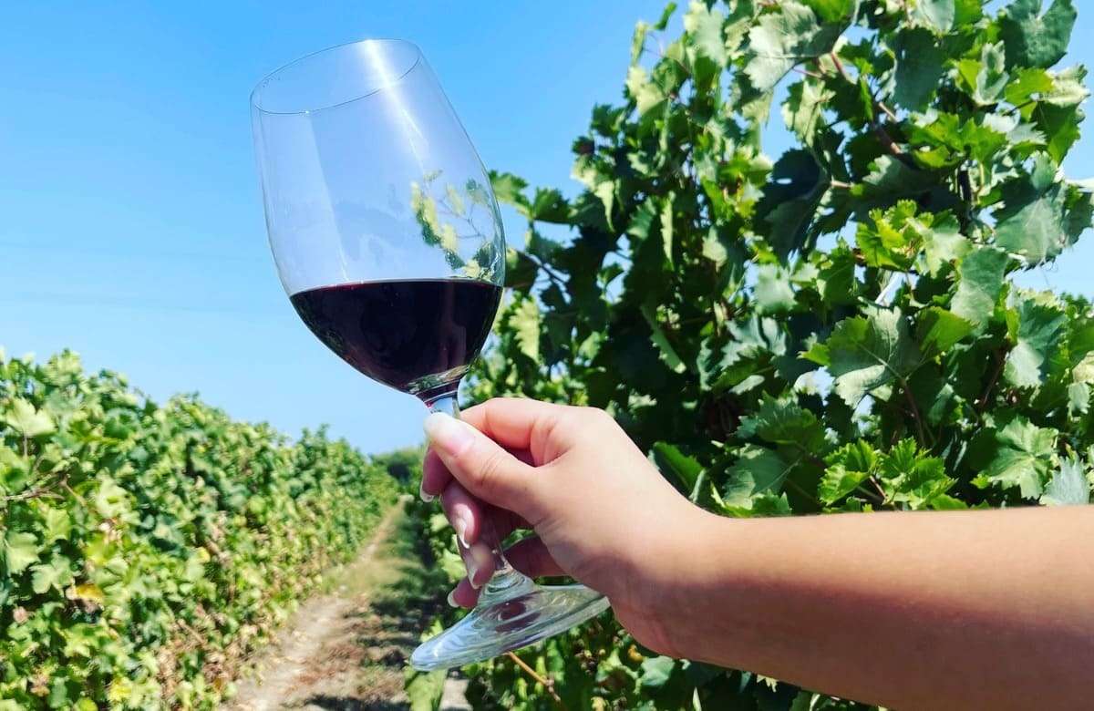 Vino, il Sud-est Sicilia punta sul Nero d’Avola: la festa della vendemmia 2024