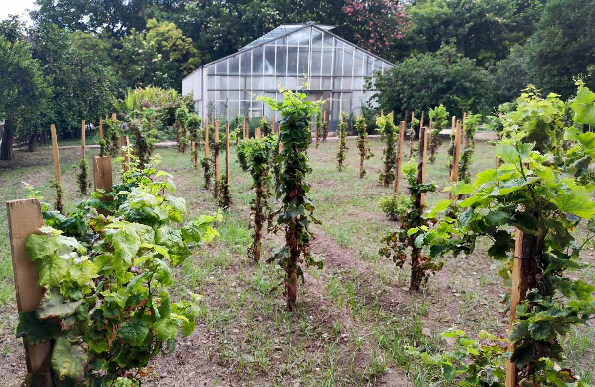 A Catania e Palermo le vigne urbane entrano nel network internazionale