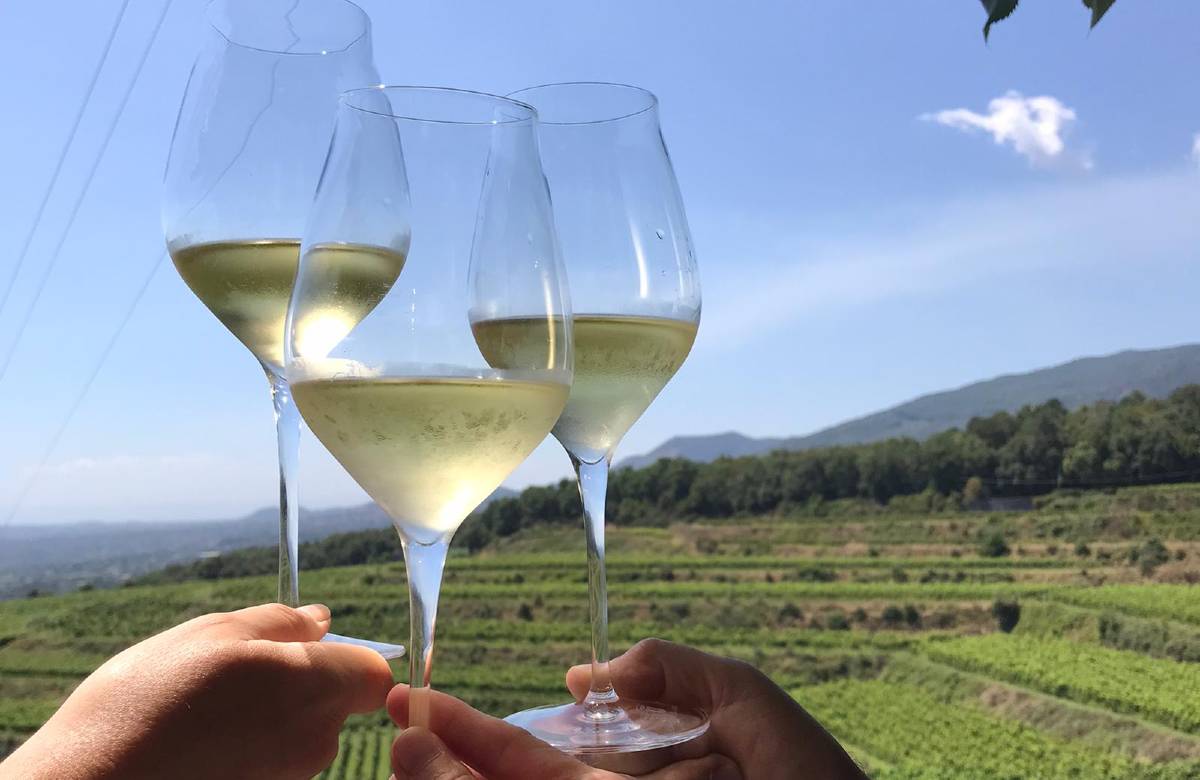 Dall’Etna a Capo Lilibeo torna ViniMilo, edizione 42 della festa pre-vendemmia
