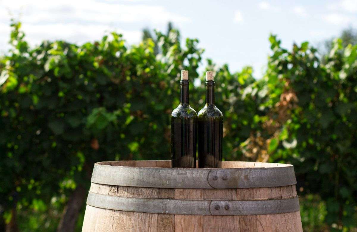 Vino in Sicilia: calo del 35%, ma la produzione è ricca in qualità